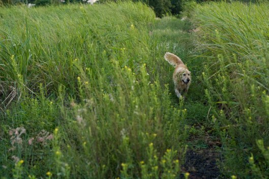 Paddy exploring new paths