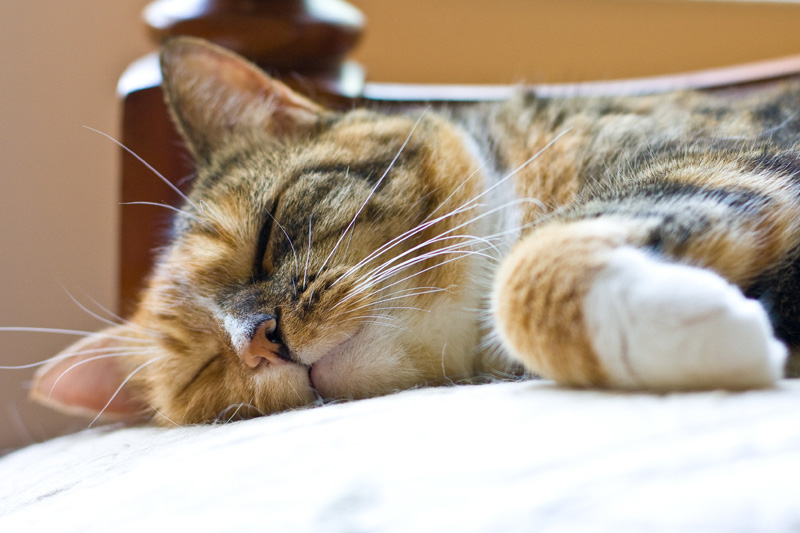 Patchouli sleeping, as usual