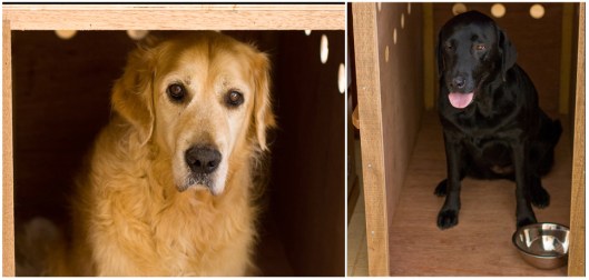 Paddy & Ruby in their travelling boxes