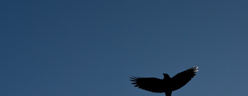 wildlife photography, crows