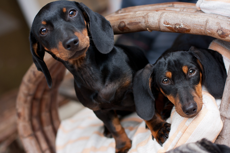 The Girls Tara and Lucy