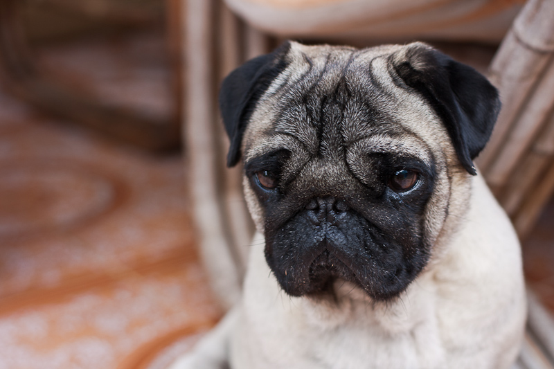 Curly looking pensive