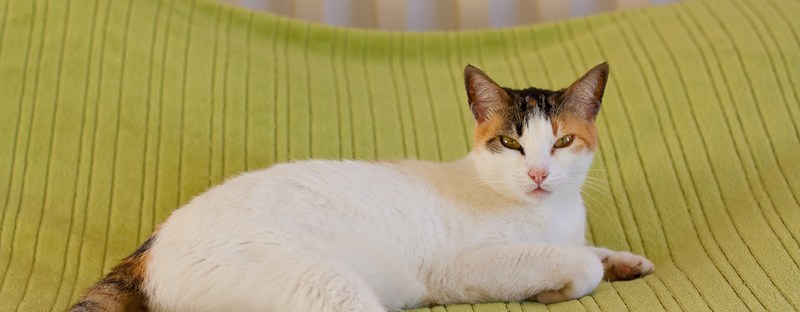 moi du toi photography, Pet photographer South Africa, pet photography cat