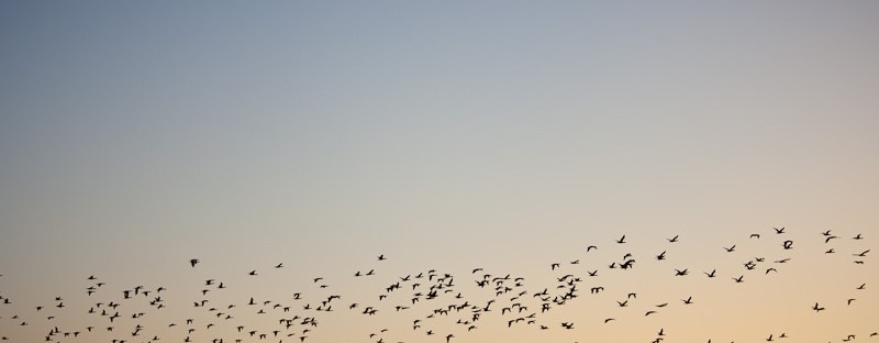 Flock of birds sunrise Mossel Bay