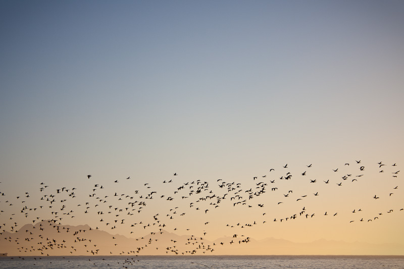 Flock of birds sunrise Mossel Bay