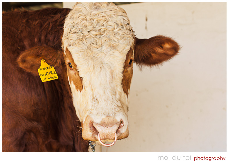 Brown and white bull