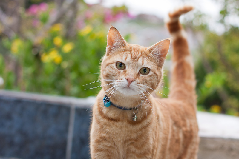 Ginger kitten with bell