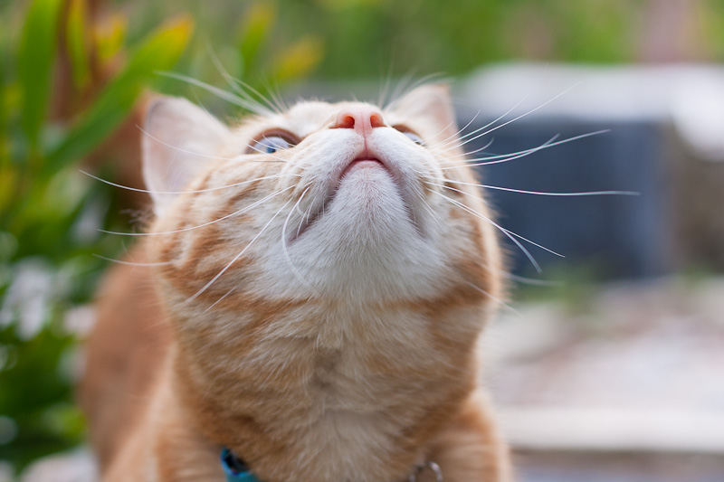 Ginger kitten looking up