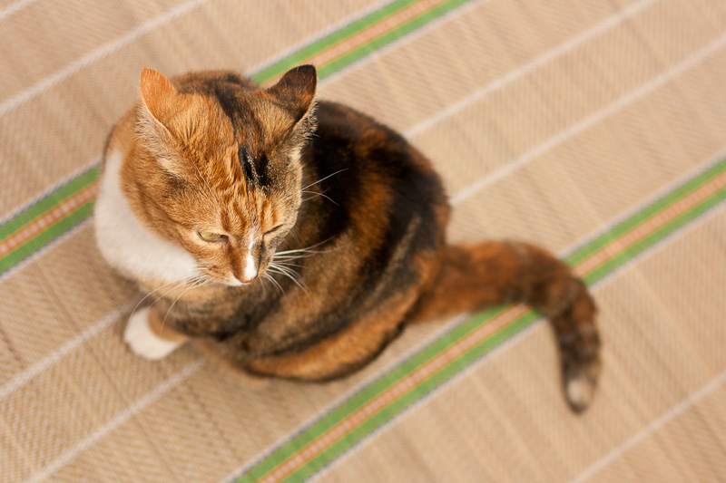 Calico cat, cat on the mat, cat with white bib & paws