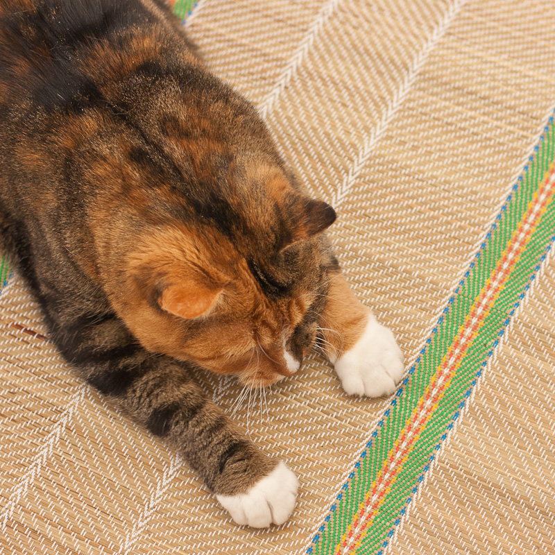 Calico cat, white paws, cat on a mat