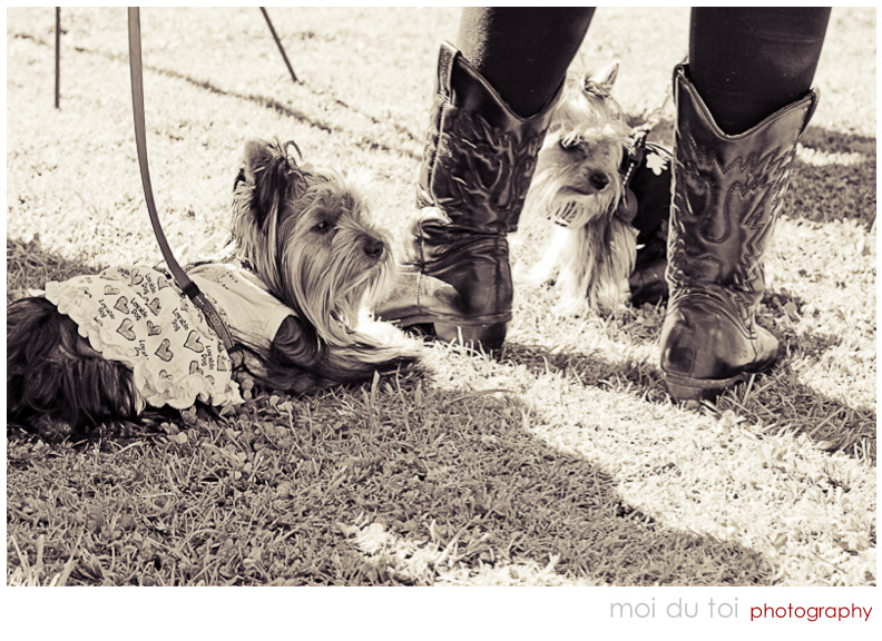 dogs & girl with boots