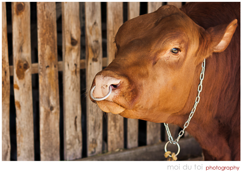 Young brown bull with nose ring