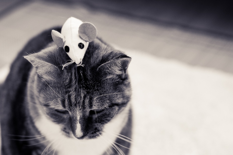 Cat with toy mouse on head black and white