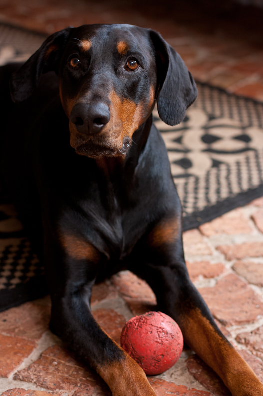 Dobermann