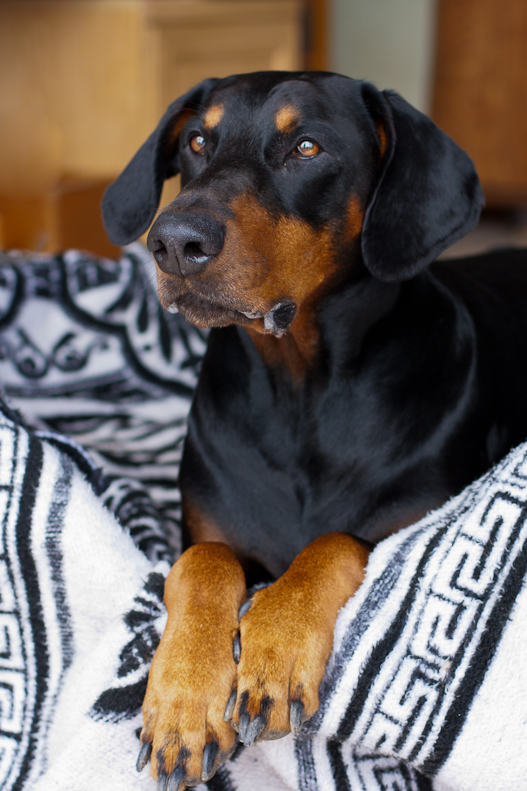 Dobermann in basket