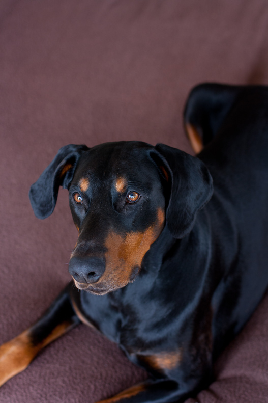 Dobermann