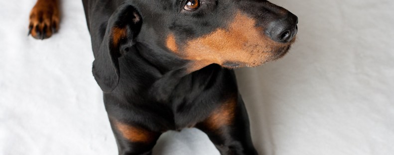 Dobermann