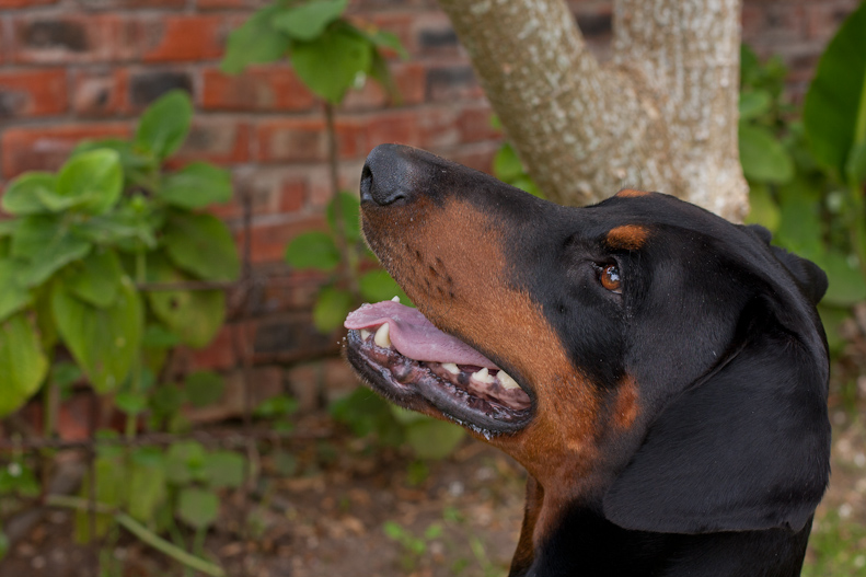 Dobermann in the garden