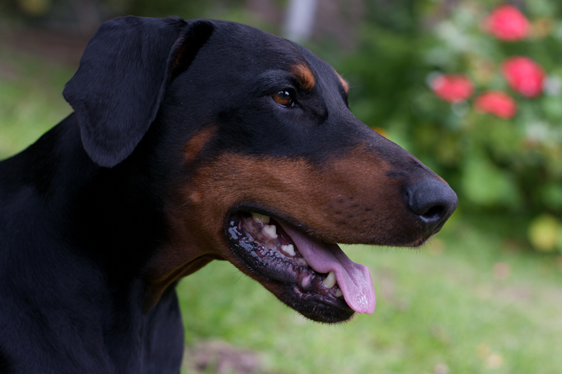 Dobermann in garden