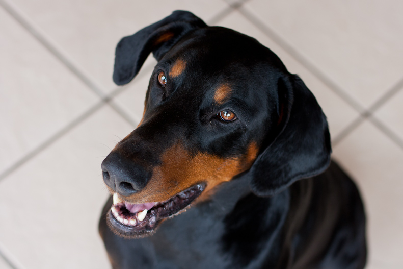 Dobermann