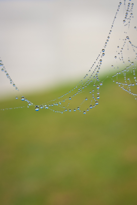 Spider webs & dew-2 Spider webs & dew-2