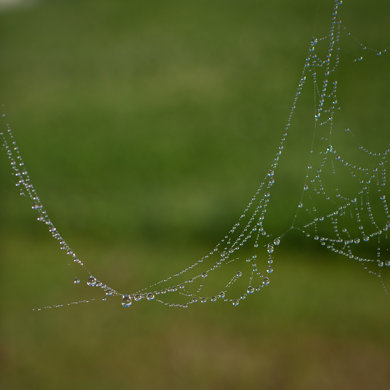 Spider webs & dew-3 Spider webs & dew-2