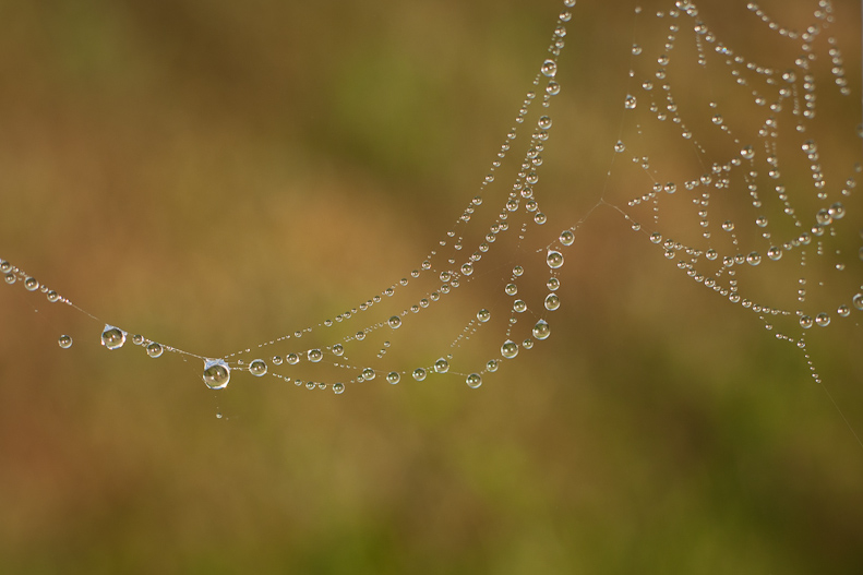 Spider webs & dew-4 Spider webs & dew-4