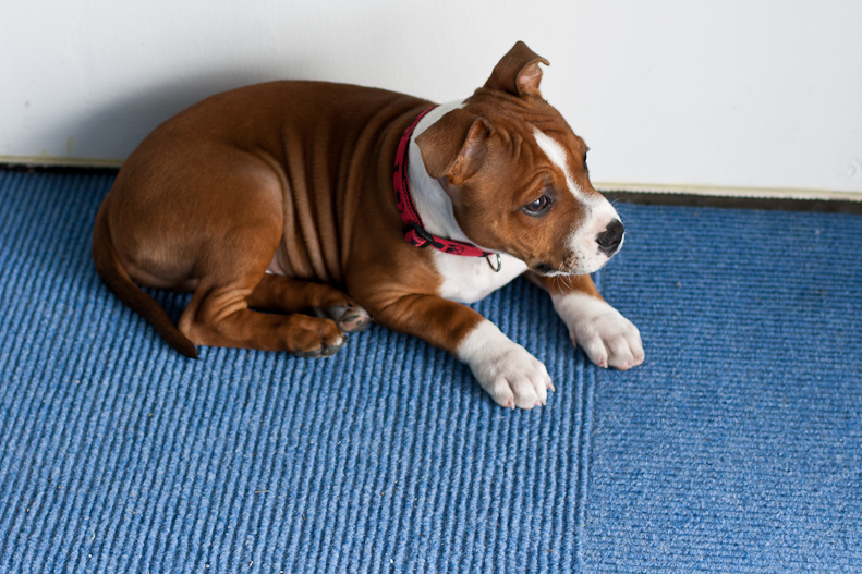 Staffy puppy