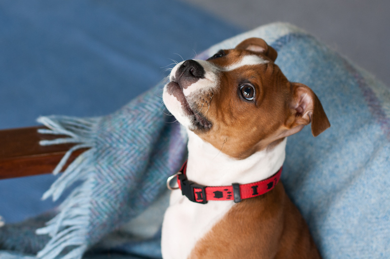 Staffy puppy