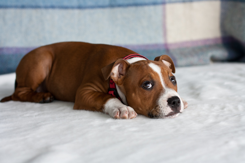 Staffy puppy