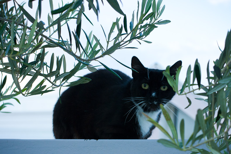 Tuxedo cat sitting on wall