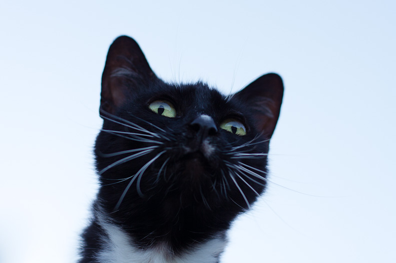 Tuxedo cat with white whiskers
