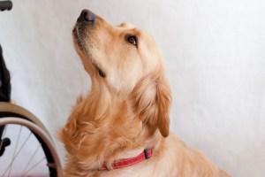 South africa pet photography