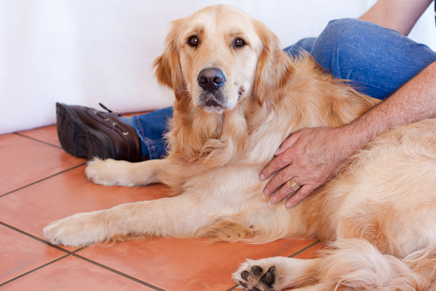 golden retriever service dog and owner south africa