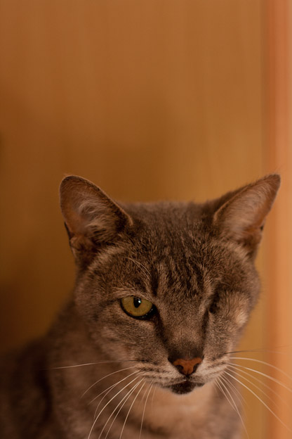 pet photography south africa