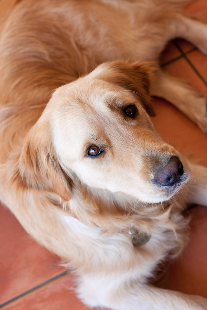 Pet photography golden retriever south africa