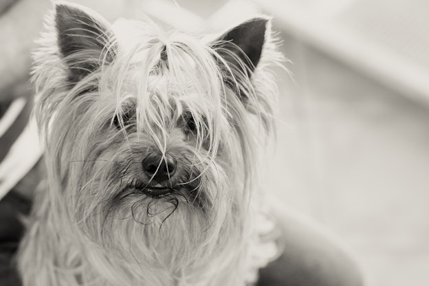 Pet photography Yorkie South Africa