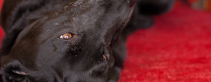 Pet photography South Africa