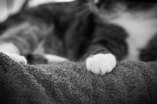 Pet photography, cats, cats paw