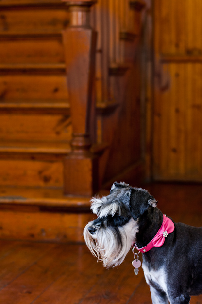 Schnauzers with pink collar, Pet photography, dogs
