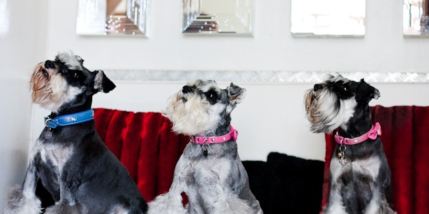Three Schnauzers sitting on a couch, Pet photography, dogs