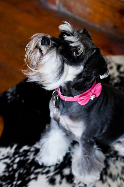 Female Schnauzer, pet photography, dog