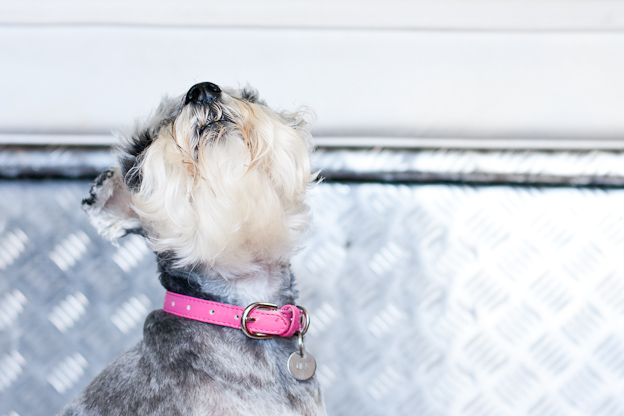 Female Schnauzer, pet photography, dogs