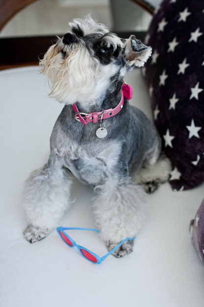 Silver female schnauzer, pet photography, dogs, Schnauzer with sunglasses.