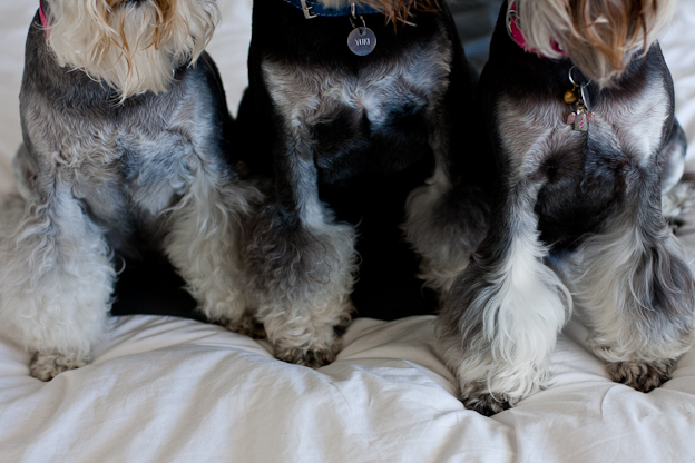 Schnauzers, pet photography, dogs