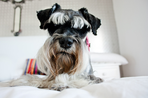 Female Schnauzer