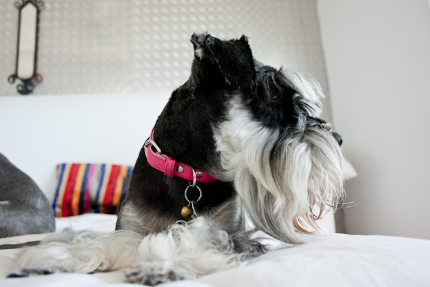 Schnauzer female, pet photography, dogs
