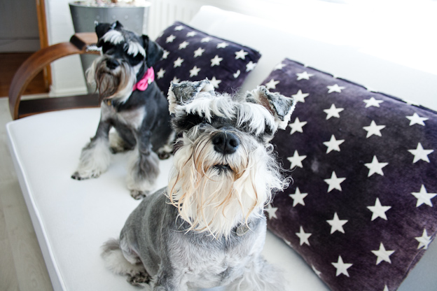 Female Schnauzers, pet photography, dog