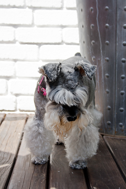 Schnauzer, pet photography, dogs