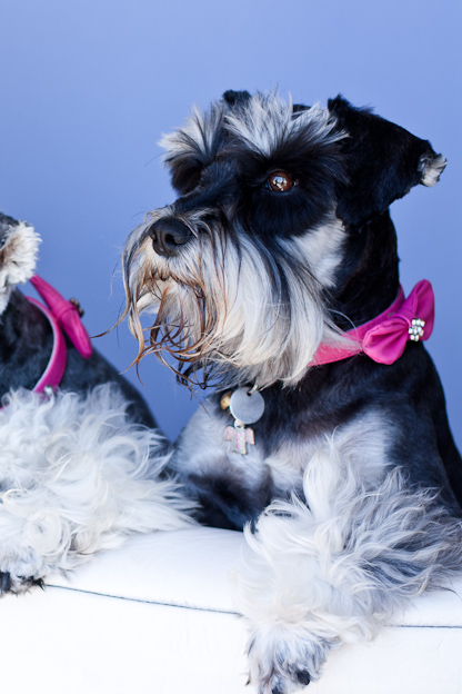 Female Schnauzer, pet photography, dog